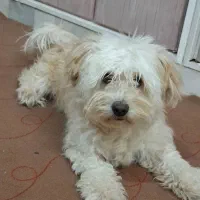 سگ شیتزو ماده