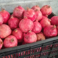 سبدگوجه|ظروف نگهدارنده، پلاستیکی، یک‌بارمصرف|مشهد, شهرک امام هادی (شهرک غرب)|دیوار