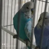 مرغ عشق انگلیسی