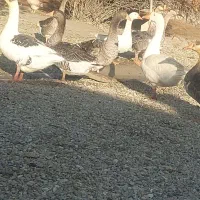 غاز محلی چاق|حیوانات مزرعه|نقده, |دیوار