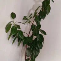 گل زیبا وشاداب