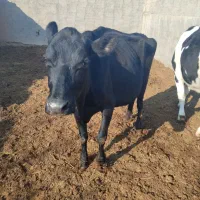 دوراس تلیسه|حیوانات مزرعه|ششطراز, |دیوار