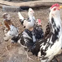 مرغ وخروس گلین وپنگوئنی|حیوانات مزرعه|سنندج, |دیوار