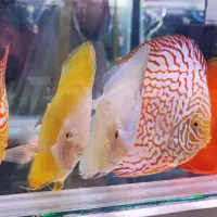 دیسکس و اروانا