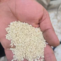 برنج  درجه یک عنبربو