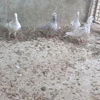 دورگ