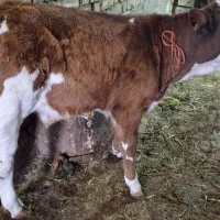 گوساله نر سیمینتال هرفود