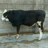 قصابی وذبح گوسفندوگوساله(قصاب سیار)