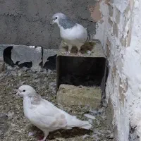 کفتر