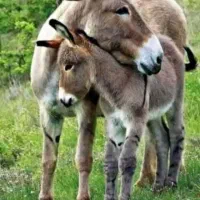 شیر الاغ با خواص دارویی