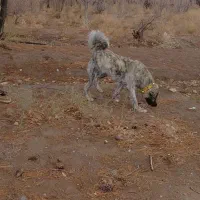 توله سگ افغان