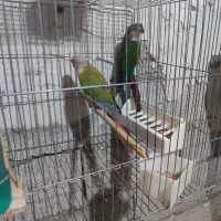 دوجفت گرینچیک مولد تضمینی|پرنده|مهاباد (آذربایجان غربی), |دیوار