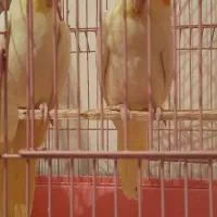 عروس هلندی