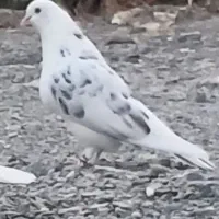گم شدن