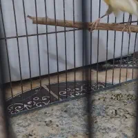 قناری ماده آماده