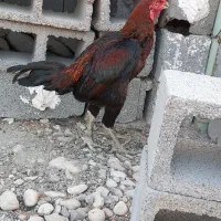 خروس|حیوانات مزرعه|بندرعباس, |دیوار