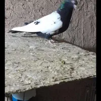 کبوتررنگی امیدیه