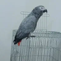 طوطی کاسکو دم قرمز