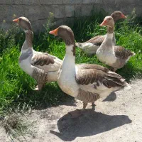 فروش غاز۰۰۰۰۰۰۰
