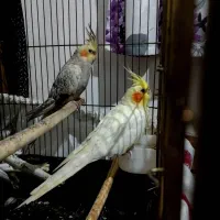 عروس هلندی نر و ماده