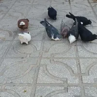 هشت تا کفتر پرشی