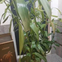 بامبو|گل و گیاه طبیعی|قم, سالاریه|دیوار