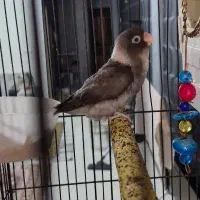 طوطی برزیلی فیشر ماده