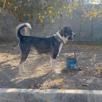 سگ سرابی نر|سگ|کرمانشاه, |دیوار