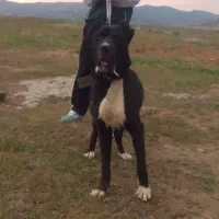 سگ سراب