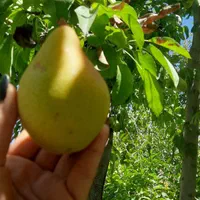 باغ لوکیشن خاص معاوضه با بالاتر|فروش خانه و ویلا|مشهد, کارده|دیوار