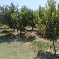 باغ ۲۷۱۰ متری بر جاده گردشگری حسنلو (نقده)|فروش زمین و ملک کلنگی|محمدبار, |دیوار