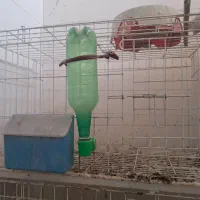قفس کبوتر