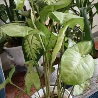 گل و گیاه|گل و گیاه طبیعی|باغ ملک, |دیوار