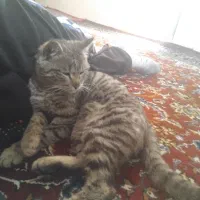 گربه خانگی آروم بامرام