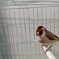 سهره کرمانشاهی چهار گل|پرنده|مشهد, ابوذر|دیوار