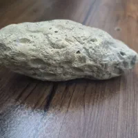 فسیل صدفی نزدیک به ۲۳ میلیون ساله