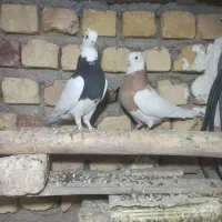 طوقی سپیدان|پرنده|سپیدان, |دیوار