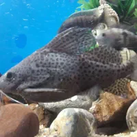 کت وارونه اور سایز