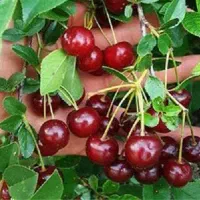 نهال آلبالو مجاری ، درخت آلبالو ، گلخانه نهالستان