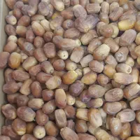 خرمای زاهدی درجه ۱ پشت کوه|خوردنی و آشامیدنی|بوشکان, |دیوار