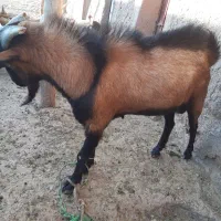 بزسانن و آلپاین|حیوانات مزرعه|تربت‌حیدریه, بازار|دیوار