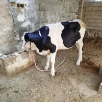 گوساله گاو|حیوانات مزرعه|کاکی, |دیوار