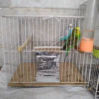 پرنده کوتوله و مرغ عشق