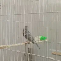 قناری|پرنده|تایباد, |دیوار