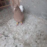 کفتر دم سفید