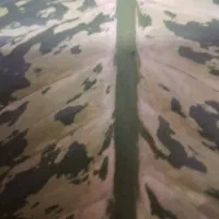 گل.