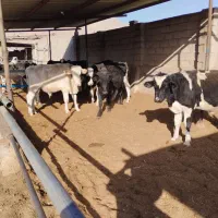 گوساله نر واکسن خارجی و ایرانی دو نوبت تزریق شده|حیوانات مزرعه|راین, |دیوار