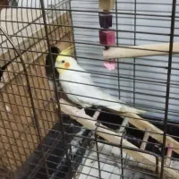 عروس هلندی نر