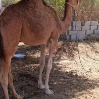 شتر نر آرام دوساله