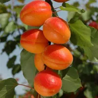 نهال زرد آلو|خدمات باغبانی و درختکاری|مرند, |دیوار